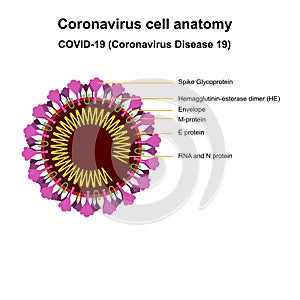 Coronavirus cell structures and anatomy. Labeled with morphology of proteins, ribosomes, RNA, and cell envelope, cover-19