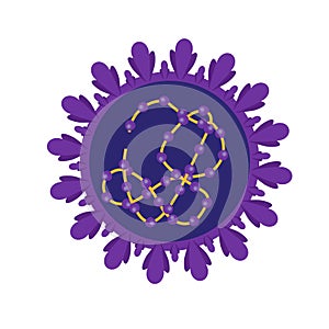 Coronavirus cell structures and anatomy. Labeled with morphology of proteins, ribosomes, RNA, and cell envelope, cover-19