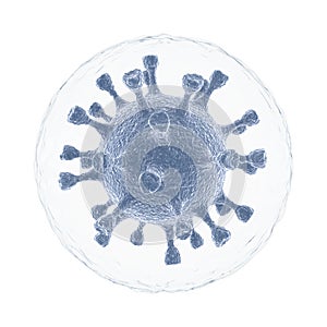 Coronavirus cells in the protein shell