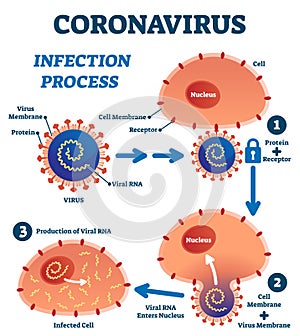 Coronavirus infection process educational explanation vector illustration.