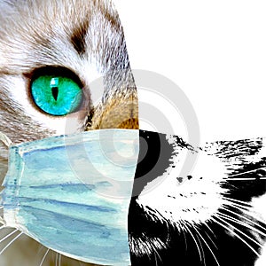 Coronavirus mixed media collage background. Domestic cat with green eyes wearing protective face mask