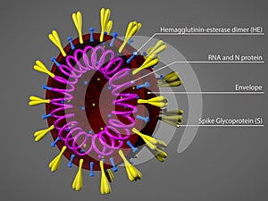 Coronavirus model