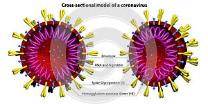 Coronavirus model