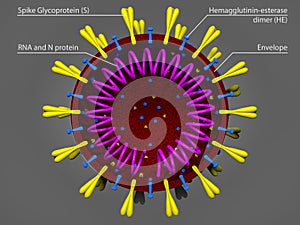 Coronavirus model photo