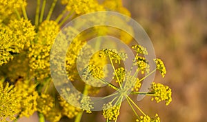 Coronavirus pattern wild plant with yellow flowers