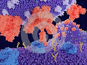 Coronavirus penetrates in cells through binding to the ACE2 receptor