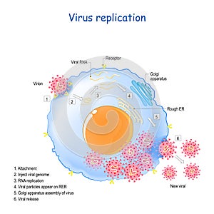 Coronavirus replication. life cycle of RNA viruses