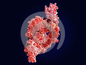 Coronavirus SARS-CoV-2 RNA dependent RNA polymerase RdRp photo