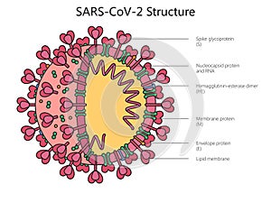 Coronavirus structure diagram medical science