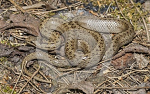 Coronella austriaca - smooth snake