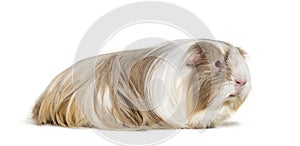 Coronet cavy, Guinea pig against white background