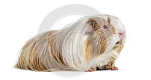 Coronet cavy, Guinea pig against white background