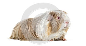 Coronet cavy, Guinea pig against white background