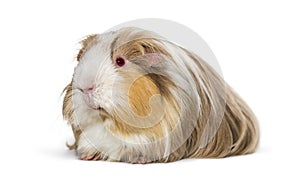 Coronet cavy, Guinea pig against white background