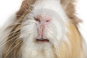 Coronet cavy, Guinea pig against white background