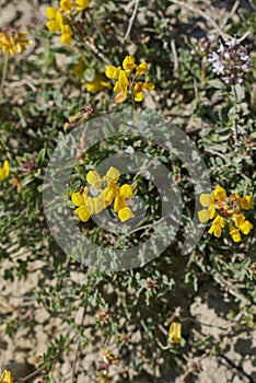 Coronilla vaginalis in bloom