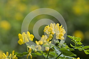 Coronilla Valentina photo