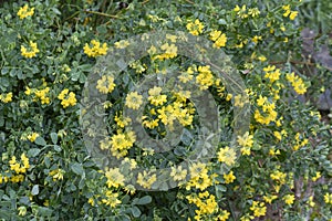 Coronilla valentina plante