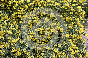 Coronilla valentina plante