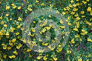 Coronilla valentina shrub photo