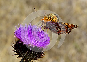 Coronis Fritillary (Speyeria coronis)