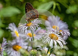Coronis Fritillary, Speyeria Coronis, Butterfly on Colorado Wildflowers, Bear Creek Trail, Telluride, Colorado