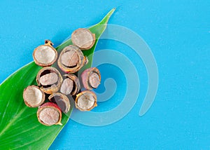 Corozo fruit on blue background. Bactris guineensis