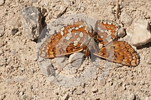 Corpse of Euphydryas aurinia Marsh Fritillary dead in the middle of a dirt road photo