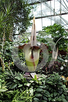 Corpse Flower