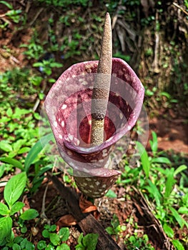 The corpse flower is in full bloom