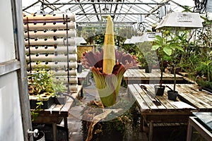 Corpse Flower in full bloom