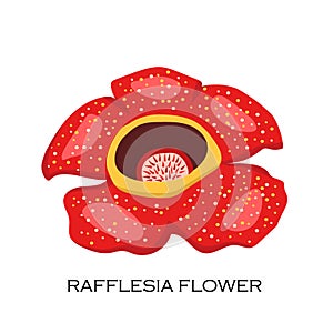 Corpse flower Rafflesia arnoldii . Malaysian symbol photo