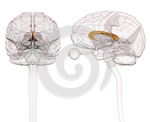 Corpus Callosum Brain Anatomy - 3d illustration photo