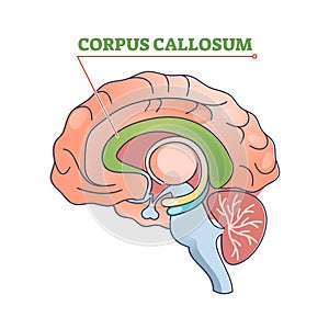 Corpus callosum educational brain part location in brain outline diagram photo