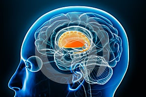 Corpus striatum x-ray profile close-up view 3D rendering illustration with body contours. Human brain and basal ganglia anatomy, photo