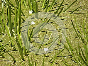 The corpuscle is ordinary or aloe-like. Summer flowers.