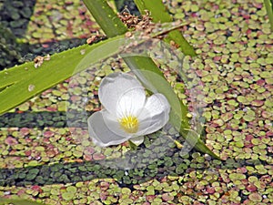 The corpuscle is ordinary or aloe-like. Summer flowers.