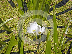 The corpuscle is ordinary or aloe-like. Summer flowers. photo
