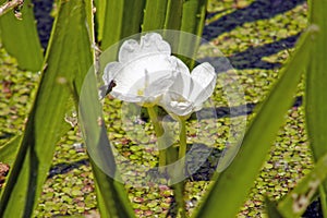 The corpuscle is ordinary or aloe-like. Summer flowers. photo