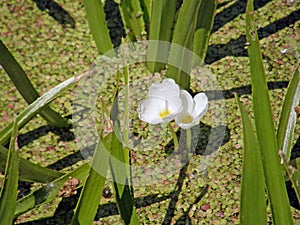 The corpuscle is ordinary or aloe-like. Summer flowers.