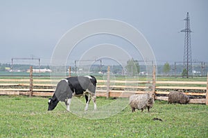 Corral with a cow