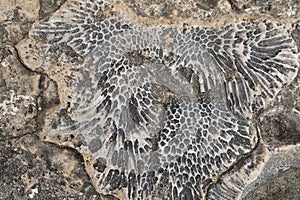 corral fossil texture