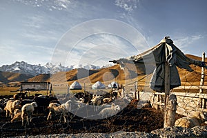 Corral with sheep and scarecrow