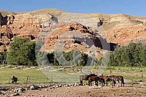 Corraled Horses Wyoming Badlands Ranch Livestock Animals