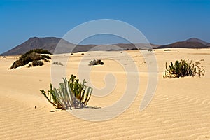 Corralejo Desert in Fuerteventura photo