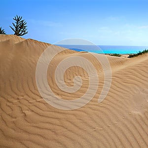 Corralejo dunes Fuerteventura island desert photo