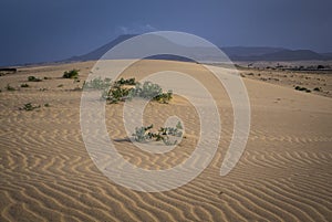 Corralejo natural reserve, Fuerteventua, Canary- Islands,[Canary Islands] Spain