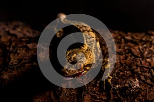 Correlophus ciliatus ciliated pagekon with black background