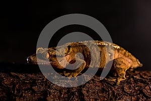 Correlophus ciliatus ciliated pagekon with black background