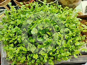 corriander leaves in kitchen garden